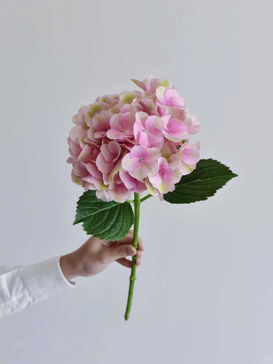 草花 · 绣球·橘粉大瓣